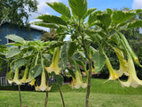 Plant Cuttings Variegated Brugmansia Angel's Trumpet