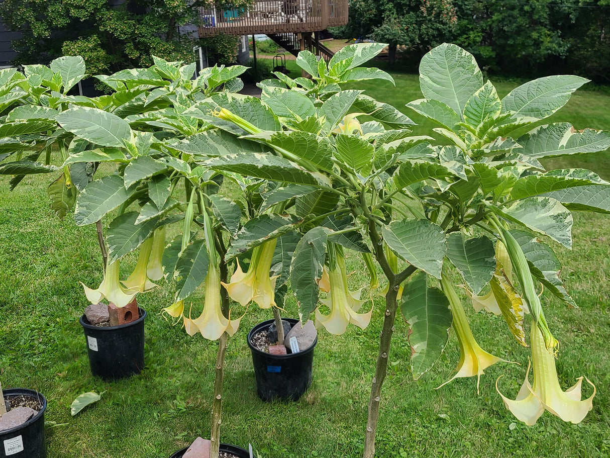 Plant Cuttings Variegated Brugmansia Angel's Trumpet