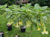 Plant Cuttings Variegated Brugmansia Angel's Trumpet