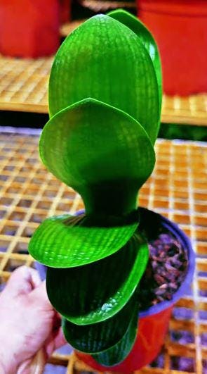 Clivia Seedling Malian Hutou Pearl Compact Broad Leaf Plant