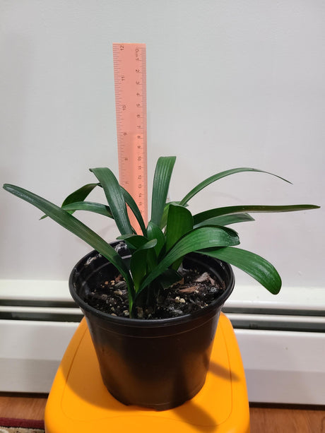Clivia Seedling Cross Plant 4-6 Inches Tall
