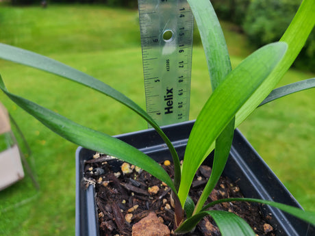 Clivia Interspecific Hybrid Seedling Plant