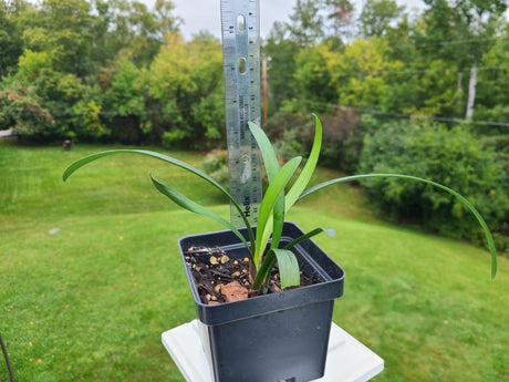 Clivia Interspecific Hybrid Seedling Plant