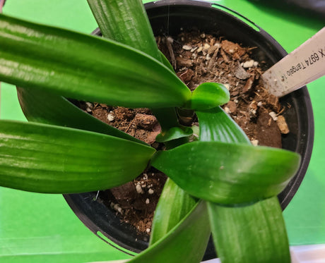 Clivia Seedling Cross Between Tangelos 3-4 Leaves