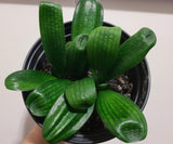 Clivia Seedling Malian Hutou Pearl Compact Broad Leaf Plant