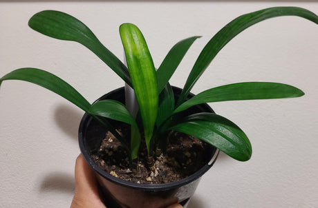 Clivia Plant Chinese Blush x Self Seedling