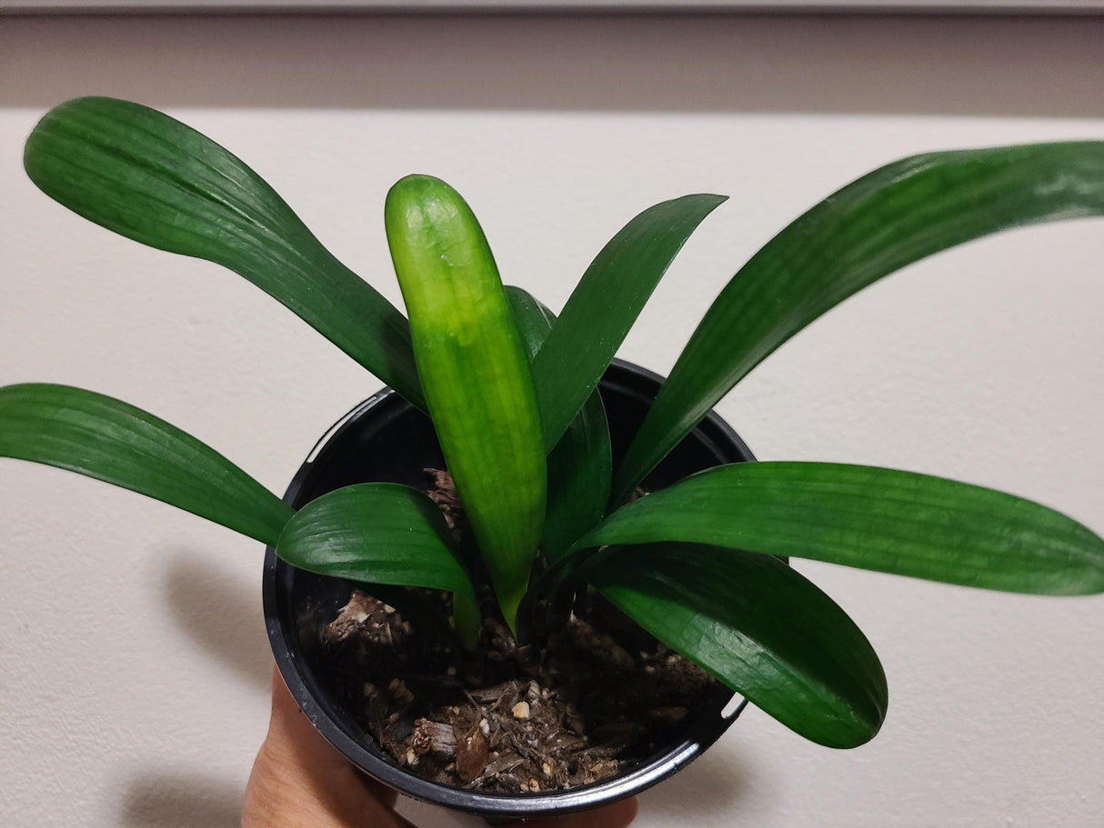 Clivia Plant Chinese Blush x Self Seedling