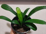 Clivia Plant Chinese Blush x Self Seedling