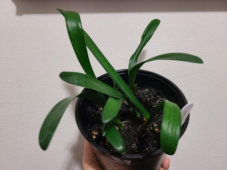 Clivia Seedlings Green Throat Hattori Plant