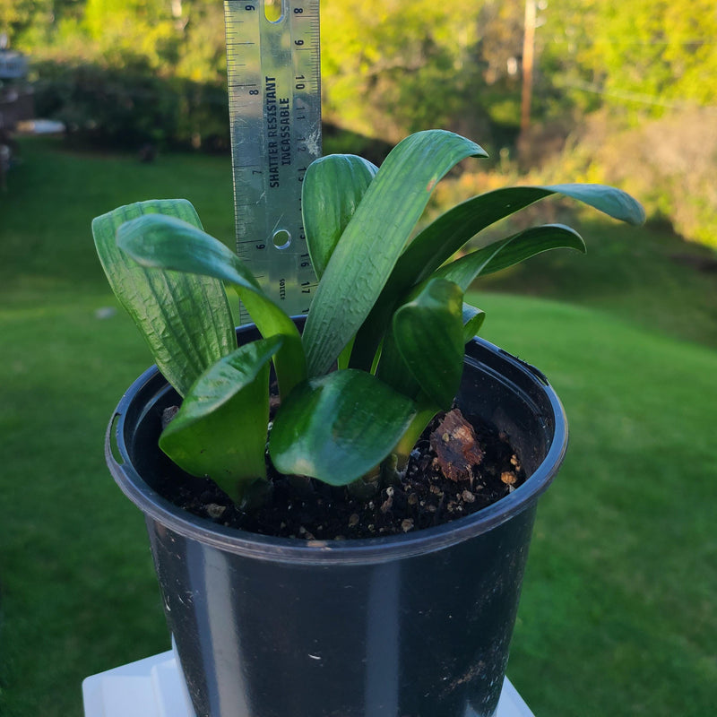 Clivia Seedling Malian Hutou Pearl Compact Broad Leaf Plant