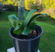Clivia Seedling Malian Hutou Pearl Compact Broad Leaf Plant