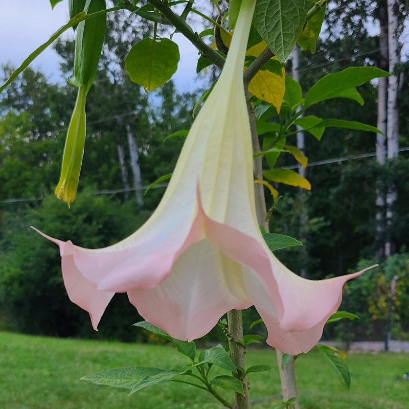 Angel's Trumpet Frosty Pink Rooted and Unrooted Cuttings