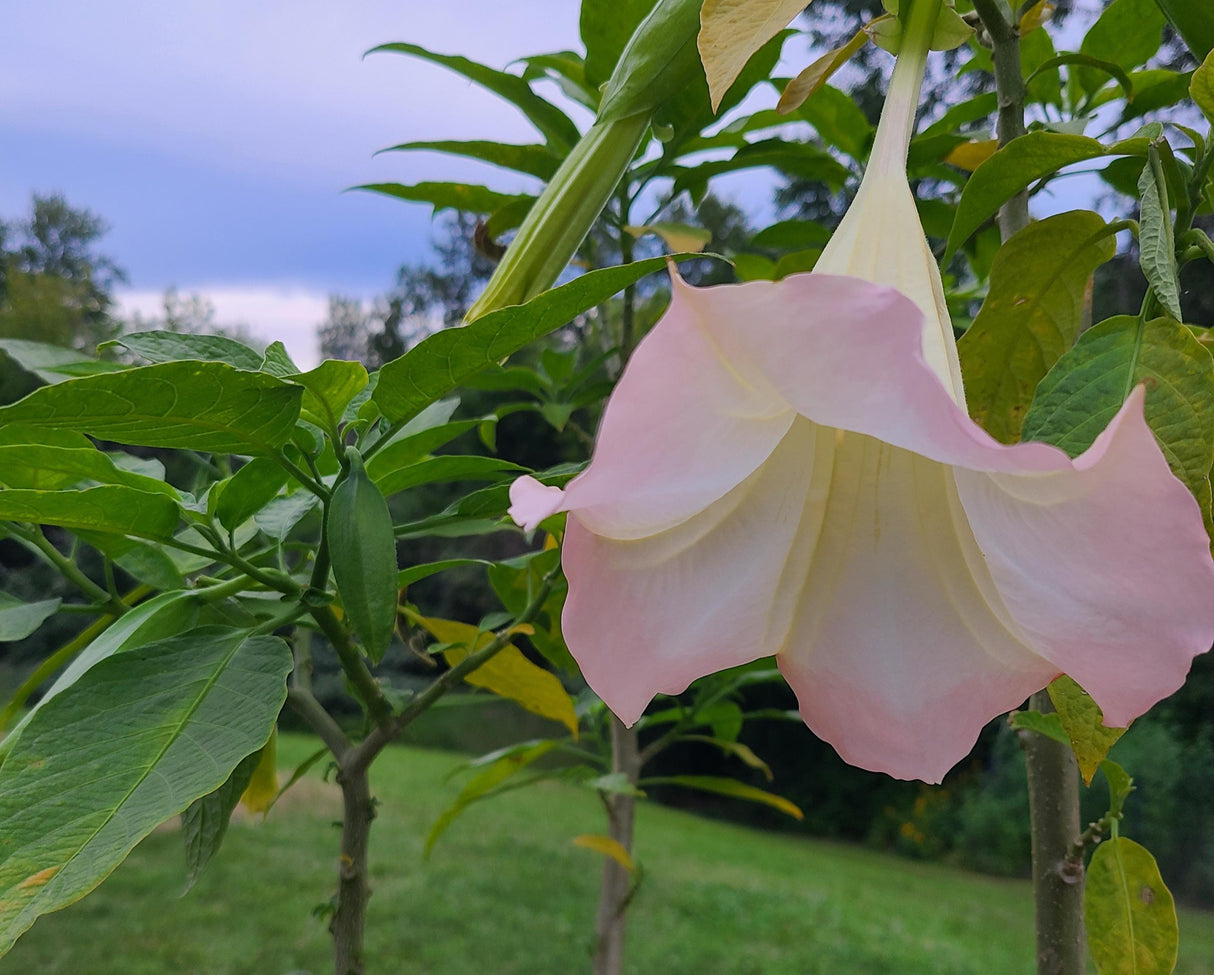 Angel's Trumpet Frosty Pink Rooted and Unrooted Cuttings