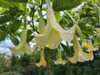 Plant Cuttings Variegated Brugmansia Angel's Trumpet