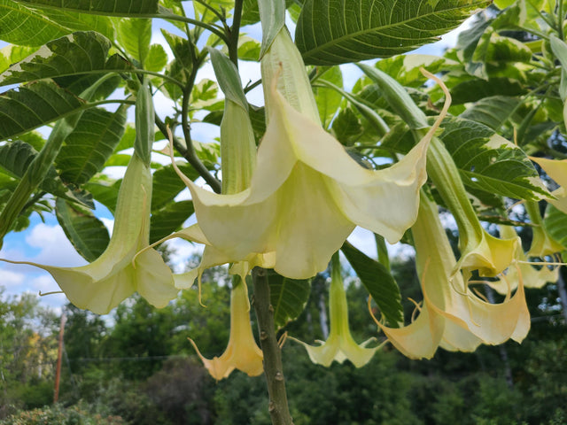 Plant Cuttings Variegated Brugmansia Angel's Trumpet
