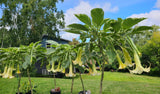 Plant Cuttings Variegated Brugmansia Angel's Trumpet
