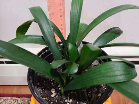 Clivia Seedling Cross Plant 4-6 Inches Tall