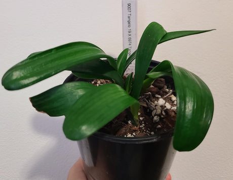 Clivia Seedling Cross Between Tangelos 3-4 Leaves