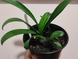 Clivia Seedling Bronze and Green Throat Plant