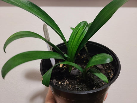 Clivia Seedling Bronze and Green Throat Plant
