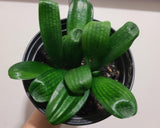 Clivia Seedling Malian Hutou Pearl Compact Broad Leaf Plant