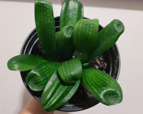 Clivia Seedling Malian Hutou Pearl Compact Broad Leaf Plant