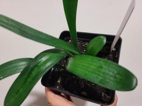 Clivia Seedling Chinese Compact Yellow x Golden Vindi-Cation One Plant