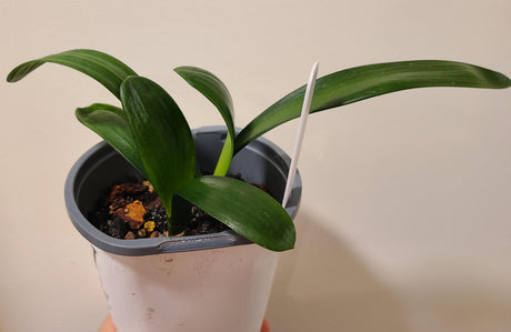 Clivia Seedling Tangelo x Self with Splash Picote