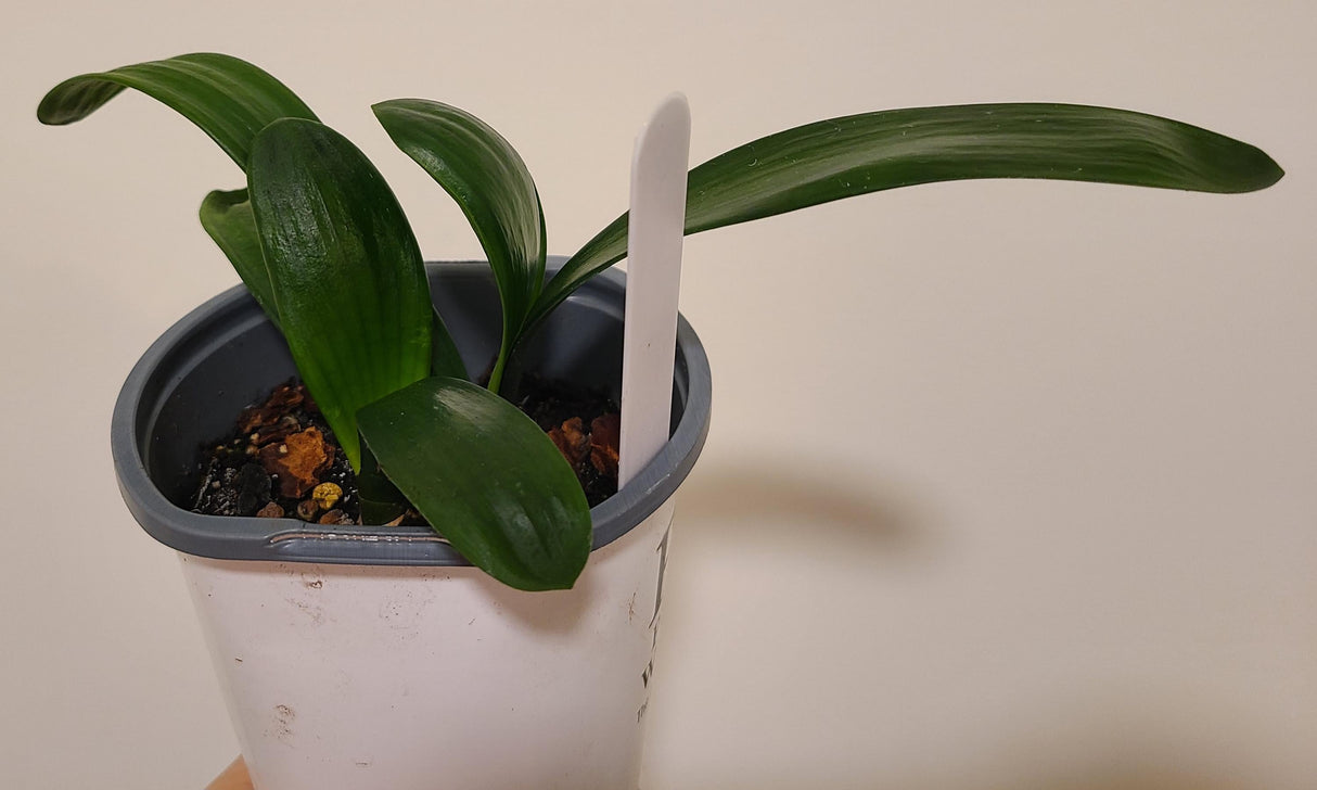 Clivia Seedling Tangelo x Self with Splash Picote