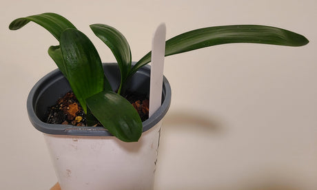 Clivia Seedling Tangelo x Self with Splash Picote
