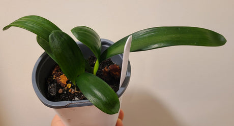 Clivia Seedling Tangelo x Self with Splash Picote
