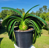 Plant Japanese Broad Leaf Compact Clivia Seedling