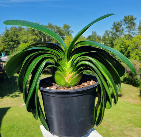 Plant Japanese Broad Leaf Compact Clivia Seedling
