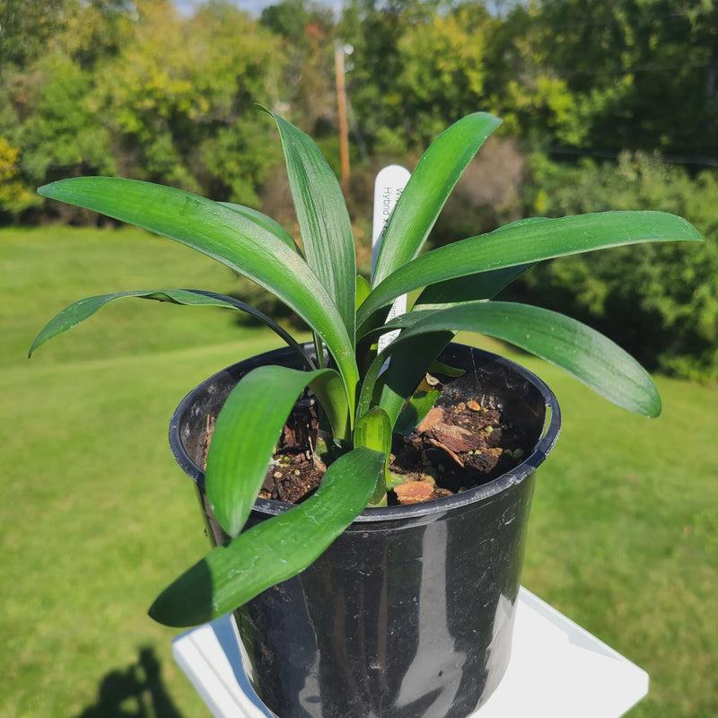 Clivia Seedling Cross Open Pollinated Plant