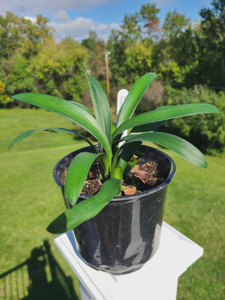 Clivia Seedling Cross Open Pollinated Plant