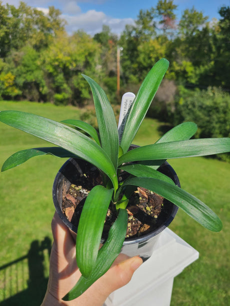 Clivia Seedling Cross Open Pollinated Plant