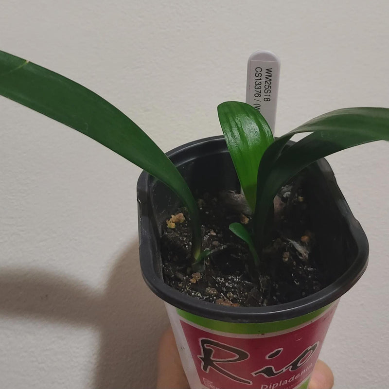 Clivia Seedling White Lips X Pattern X Orange