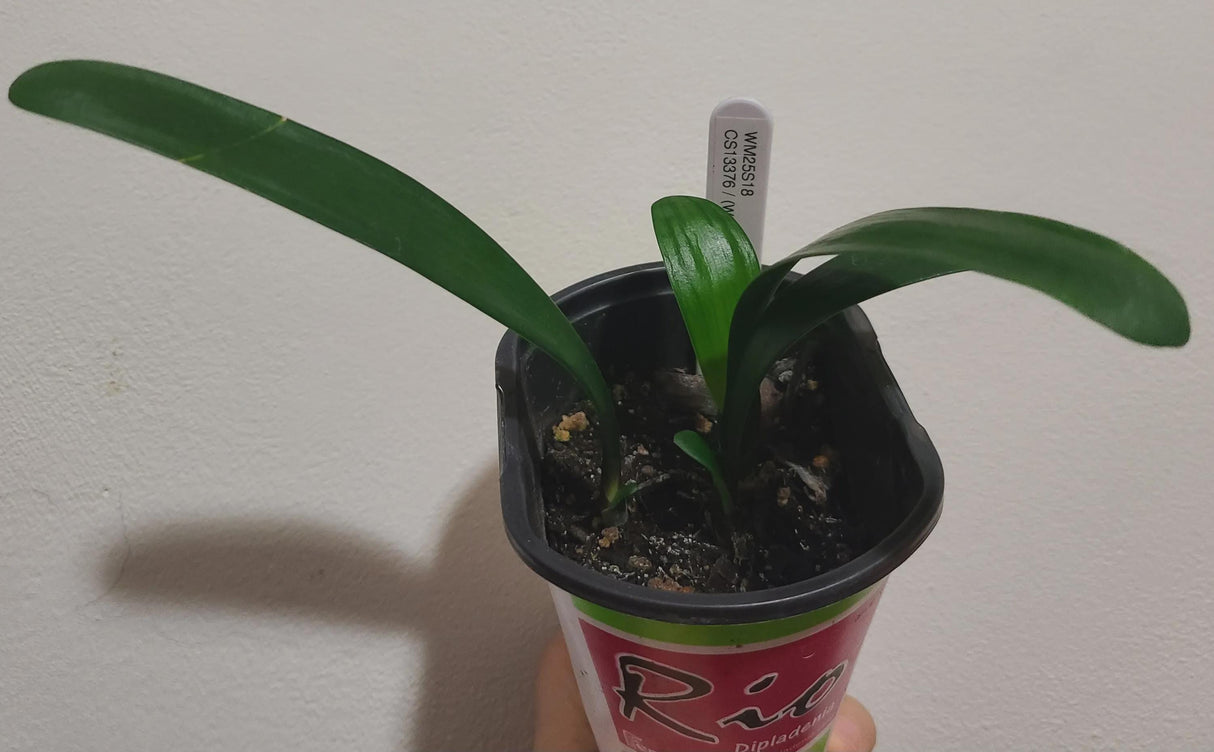 Clivia Seedling White Lips X Pattern X Orange