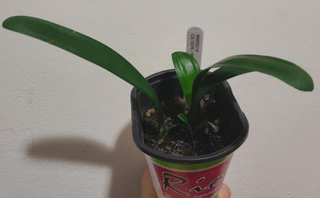 Clivia Seedling White Lips X Pattern X Orange