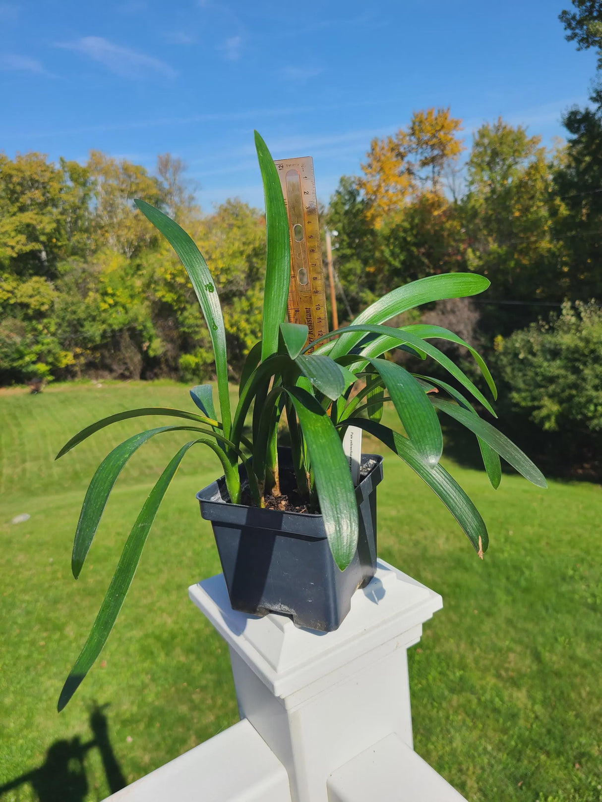 Clivia Seedling Cross Between Pale Yellow x Nakamura Pale Yellow