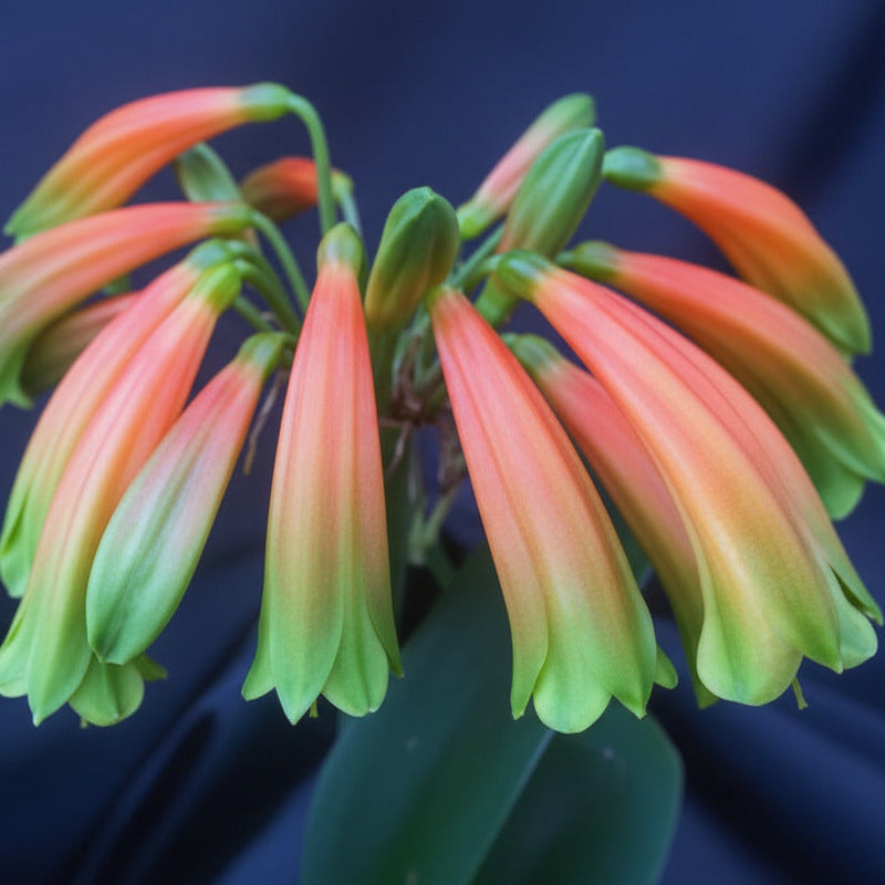Clivia Gardenii x Jolly Golly Seedling