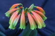 Clivia Gardenii x Jolly Golly Seedling