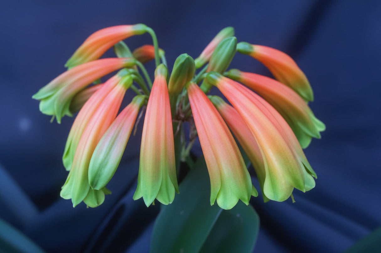 Clivia Gardenii x Jolly Golly Seedling