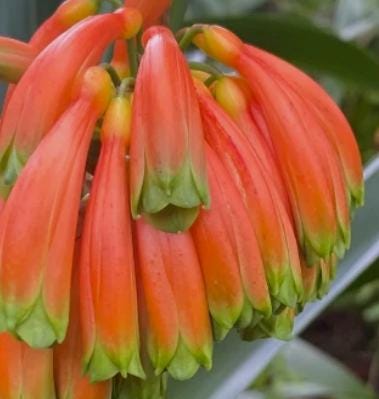 Clivia Caulescens Seedling Plant