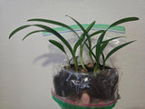 Clivia Caulescens Seedling Plant