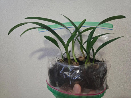 Clivia Caulescens Seedling Plant