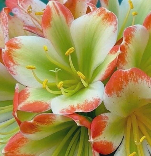 Clivia Hattori Green Throat Seedling