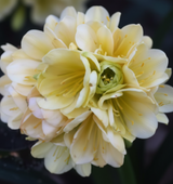 Clivia Seedling Cross Between Tangelo and Multipetal Japanese Blush