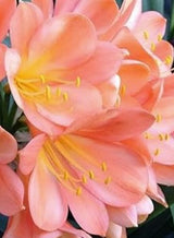 Clivia Pastel Miniata Seedling Plant