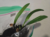 Clivia Pastel Miniata Seedling Plant